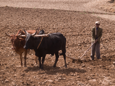 ploughing