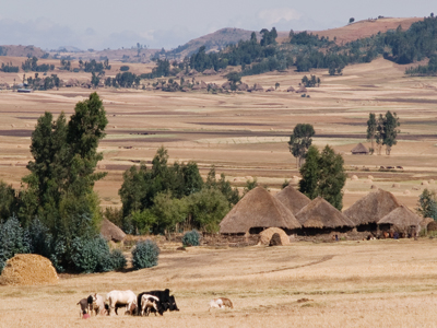 cattle and houses