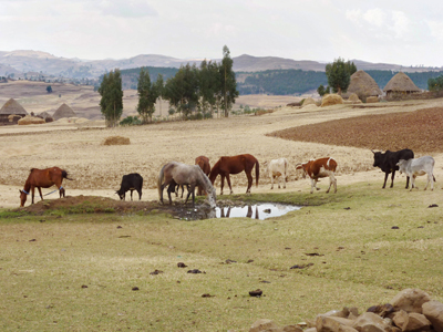 water hole